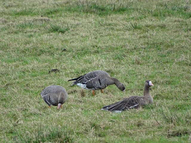 认为运动员 认为运动员